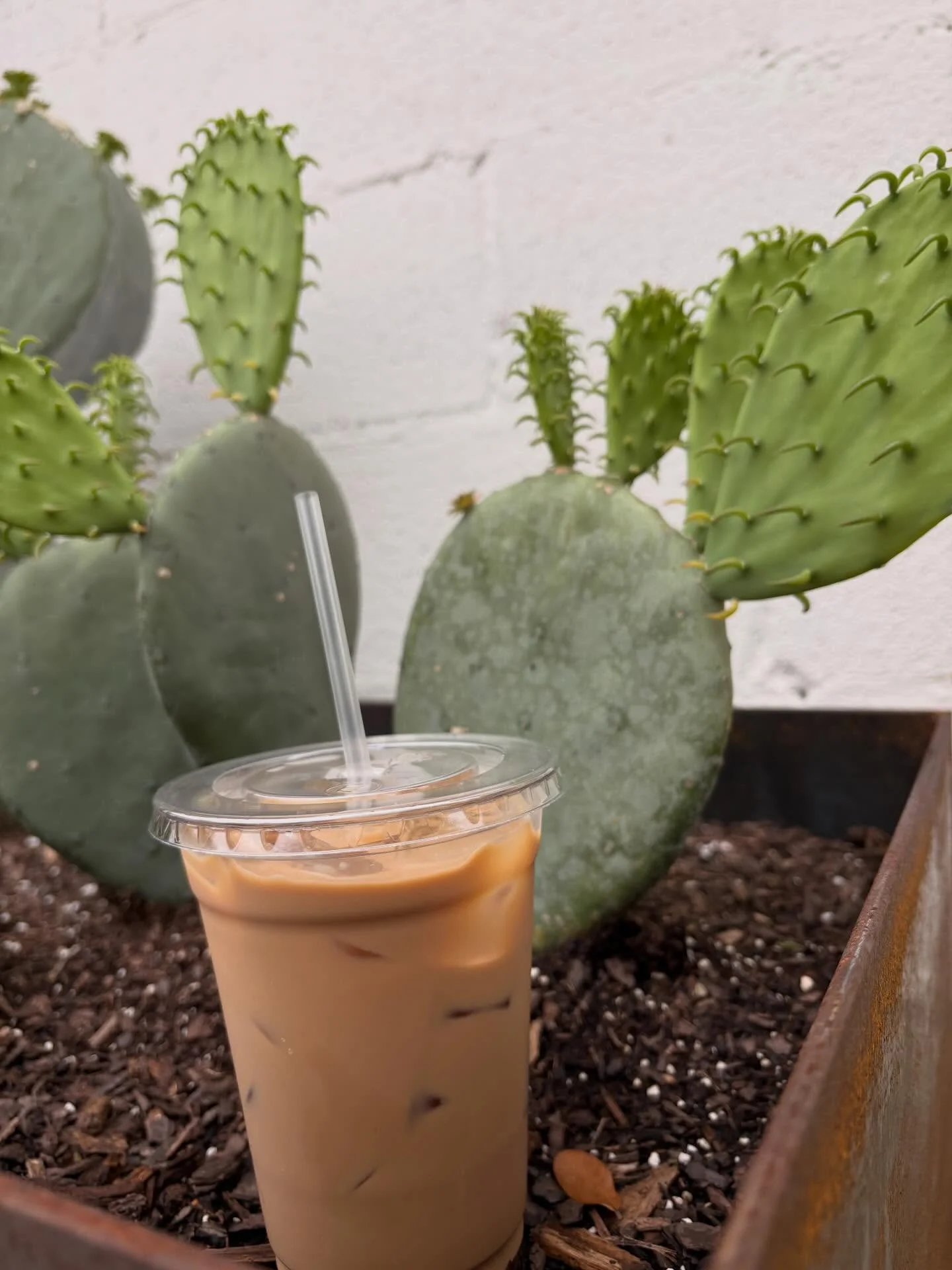 Iced Salted Maple Latte in a clear 16oz cup, staged in the storefront prickly-pear cactus at Moon Wolf Provisions, Richardson TX